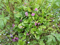 Primula juliae