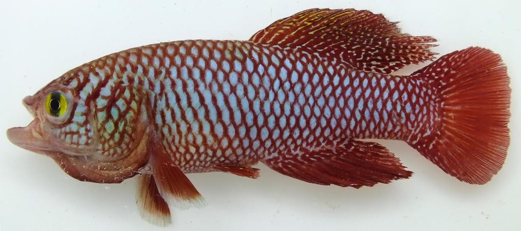 Gorongosa Killifish