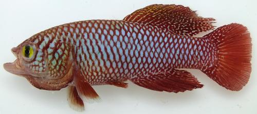 Kadlecs prachtkilli (Nothobranchius kadleci) — Nothobranchiidae — 2