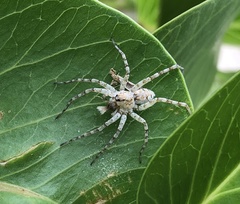 Wadicosa okinawensis