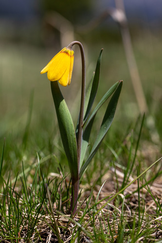yellow fritillary