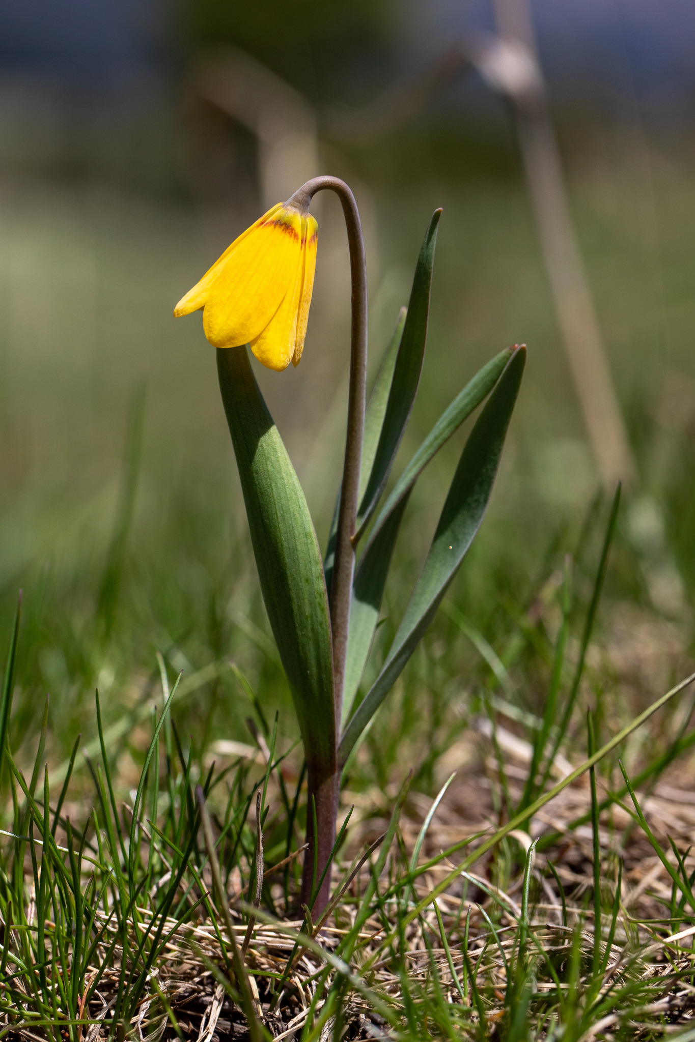 Fritillaria pudica