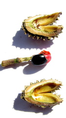 Chaetocarpus myrsinites