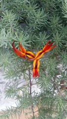 Lotus berthelotii