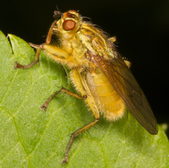 Scathophaga stercoraria