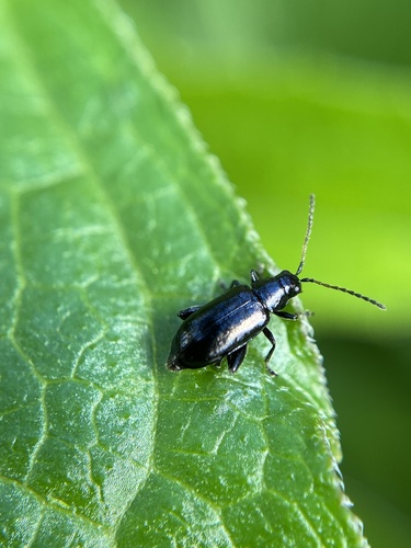 Black-headed Systena photo 4