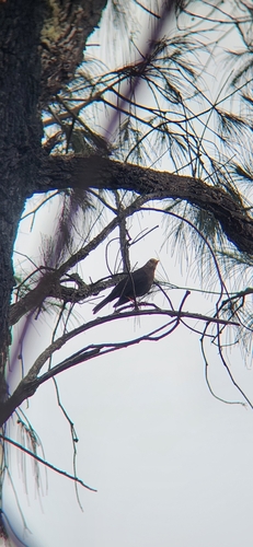 Sunda Island Thrush (Turdus javanicus), photo 4