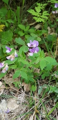 Lathyrus laxiflorus