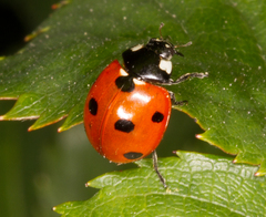 Coccinella septempunctata