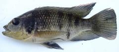 Oreochromis placidus