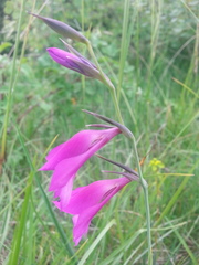 Gladiolus palustris