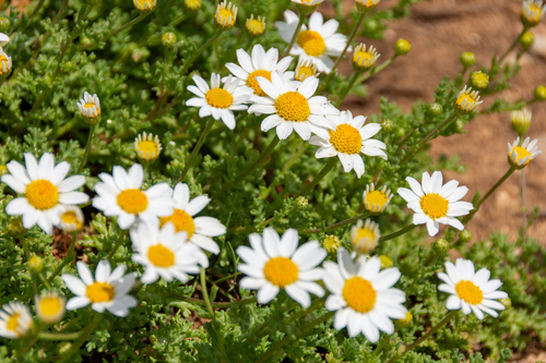 Sea Chamomile