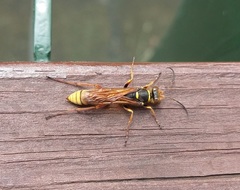 Sceliphron deforme taiwanum