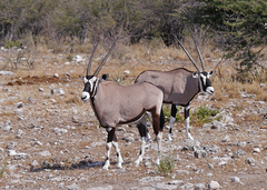 Oryx gazella