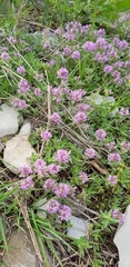 Thymus markhotensis