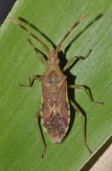 Gonocerus juniperi