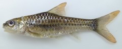Enteromius radiatus