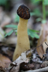 Morchella semilibera