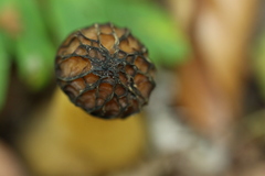 Morchella semilibera