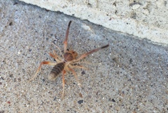 Eremobatidae