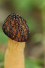 Morchella semilibera