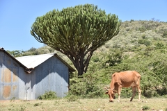 Euphorbia candelabrum