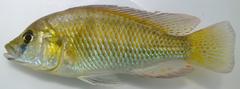Astatotilapia calliptera