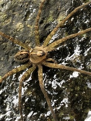 Dolomedes mizhoanus