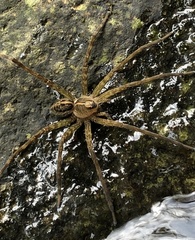 Dolomedes mizhoanus
