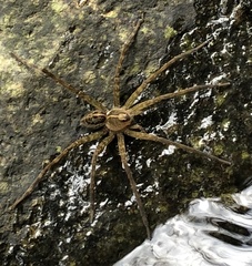 Dolomedes mizhoanus