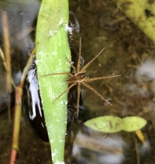 Dolomedes mizhoanus