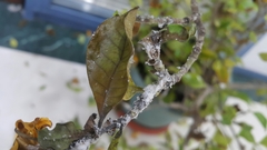Pseudococcidae