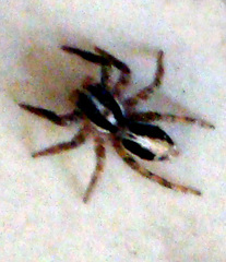 Plexippus paykulli