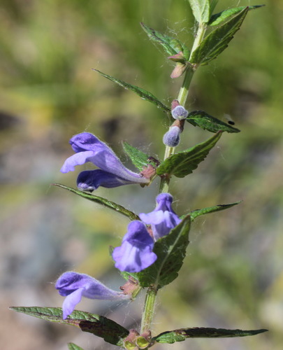 Scutellaria yezoensis iNat (1)
