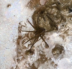 Dolomedes mizhoanus