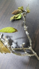 Pseudococcidae
