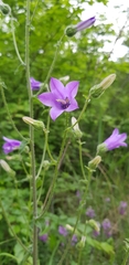 Campanula komarovii