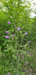 Campanula komarovii