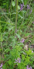 Campanula komarovii
