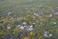 Genista albida