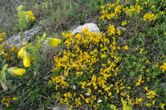 Genista albida