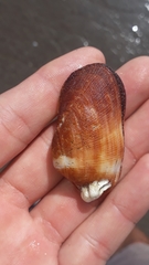Barbatia