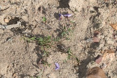 Lotononis complanata