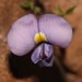 Lotononis complanata - Photo (c) Brian du Preez, some rights reserved (CC BY-SA), uploaded by Brian du Preez