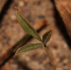 Lotononis complanata