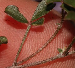 Lotononis complanata