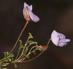 Lotononis complanata