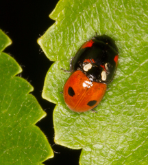 Adalia bipunctata