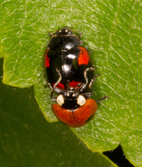 Adalia bipunctata