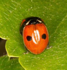 Adalia bipunctata